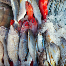 fish 3