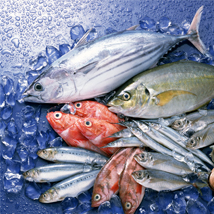 fish 4