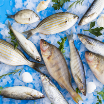 fish 6